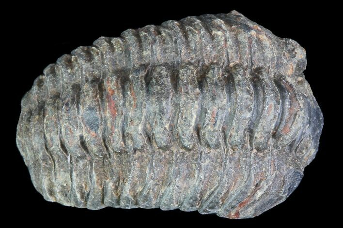 Small Acastoides Trilobite Fossil - Morocco #76425